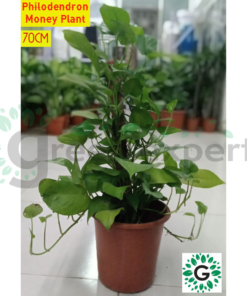 Philodendron 70cm