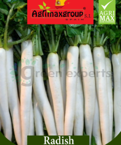 Radish whte