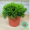 Rhipsalis v11