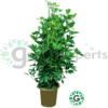 Schefflera 100cm 1