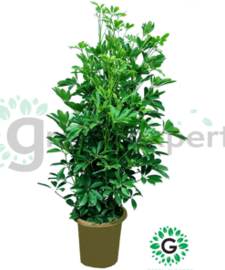 Schefflera 100cm 1