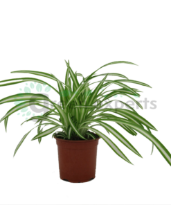 Spider plant P12 R2