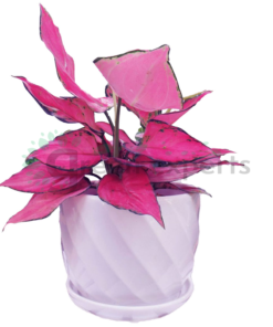 aglaonema pink R1