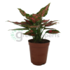 aglaonema pink p12 R2