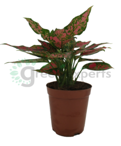aglaonema pink p12 R2