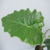 alocasia elephant ear p17