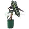 alocasia polly v13 r1
