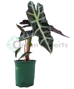 alocasia polly v13 r1