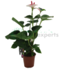 anthurium mix white R1