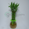 bamboo hydro R1