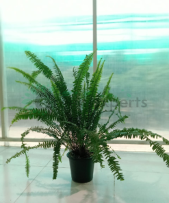 boston fern