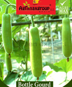 bottle gourd seeds