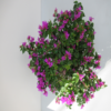 bougainvellia purple 2