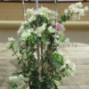 bougainvillia white big