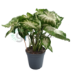 caladium green p17 R01