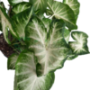 caladium green p17 R02