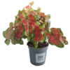 caladium pink p14 R1