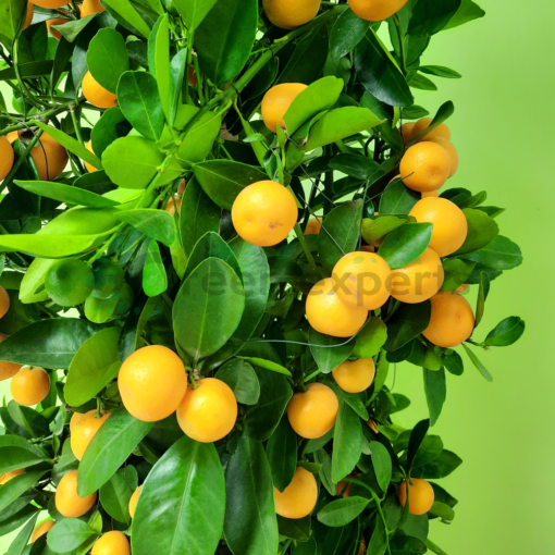 Calamansi Plant 110cm Green Experts Landscape LLC