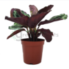 calathea meda r2