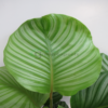 calathea orbifolia 4