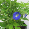 clitoria ternata R2