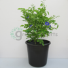 clitoria ternatia R