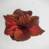 coleus