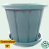 cosmo grey 10' 01 pot