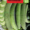 cucumber seeds (5)