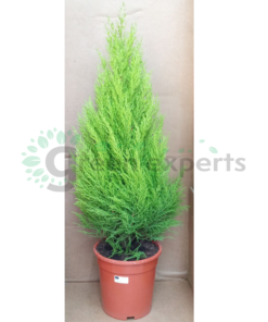 cupressus R1