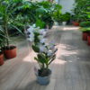 dendrobium white
