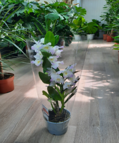 dendrobium white