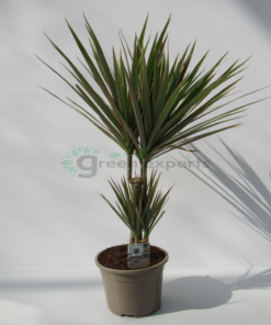 dracaena bicolor 1