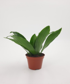 dracaena compacta s1