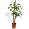 dracaena massanjana 2pp R1