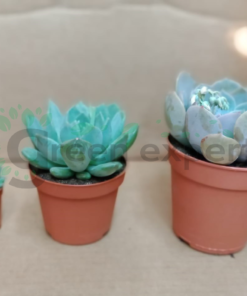 echeveria 3 sizes