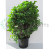 ficus ball big