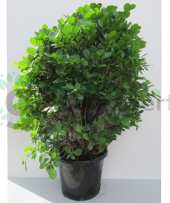 ficus ball big
