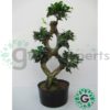 ficus bonsai cage s 1