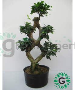 ficus bonsai cage s 1