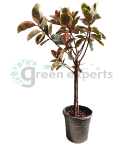 ficus elastica 120cm R1