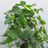 grapes leaves