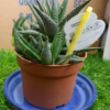haworthia 212