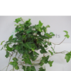 hedera helix