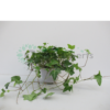 Hedera helix