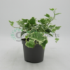 hedera veri v9 R2
