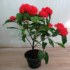 ixora cooksenia 2