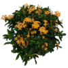 ixora yelloe 6L r2