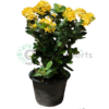 ixora yellow small