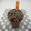 lithops 1